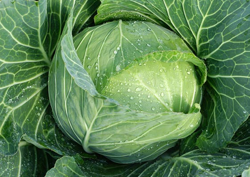 キャベツ