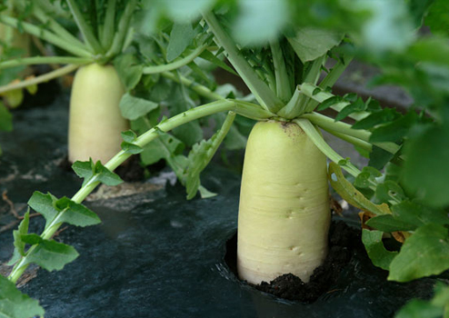大根
