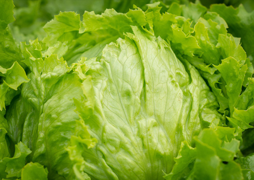レタス