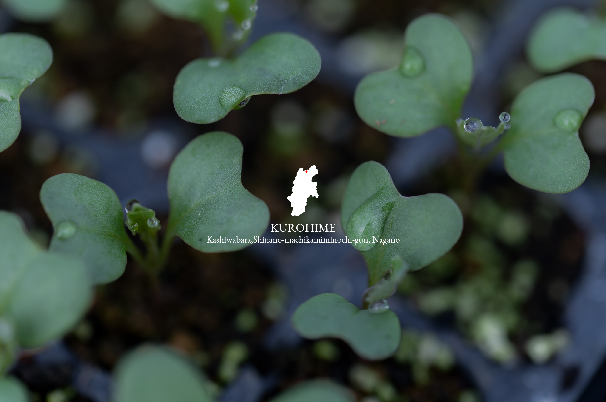 清水農場出荷所